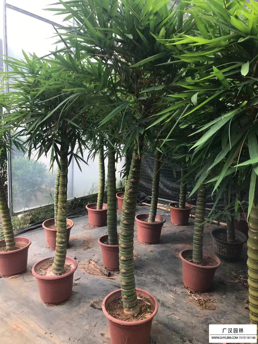 羅漢竹