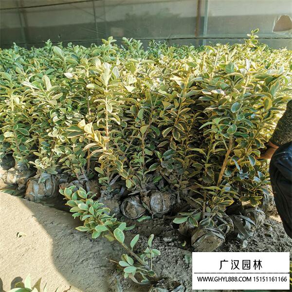 金邊黃楊