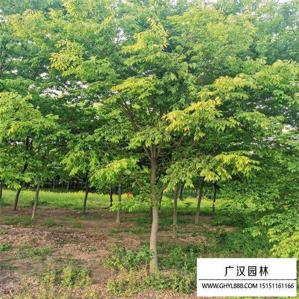 紅櫸樹