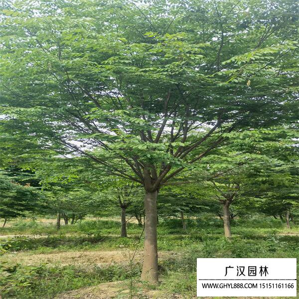 紅櫸樹