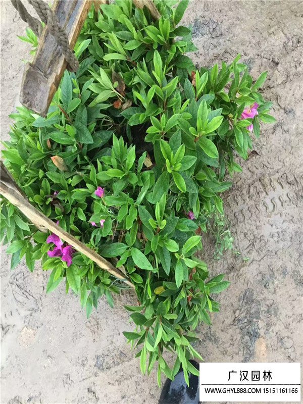 杜鵑花