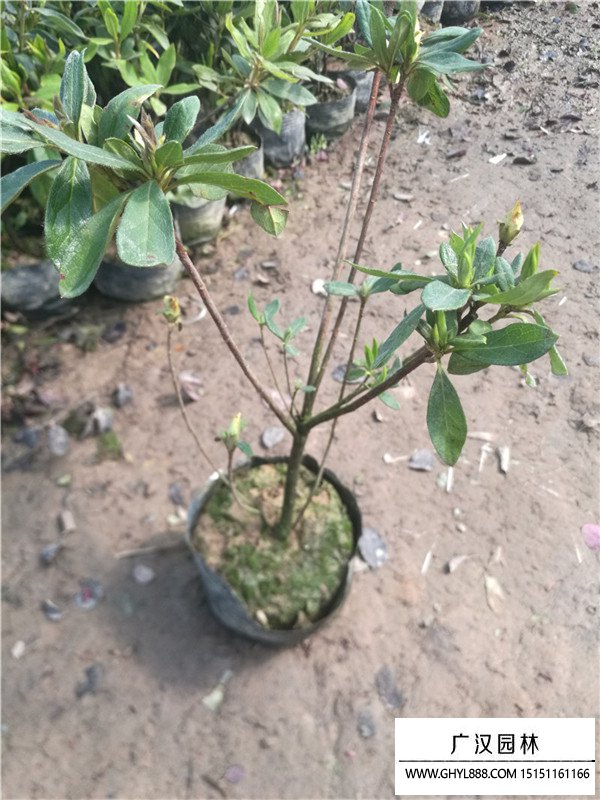 杜鵑花