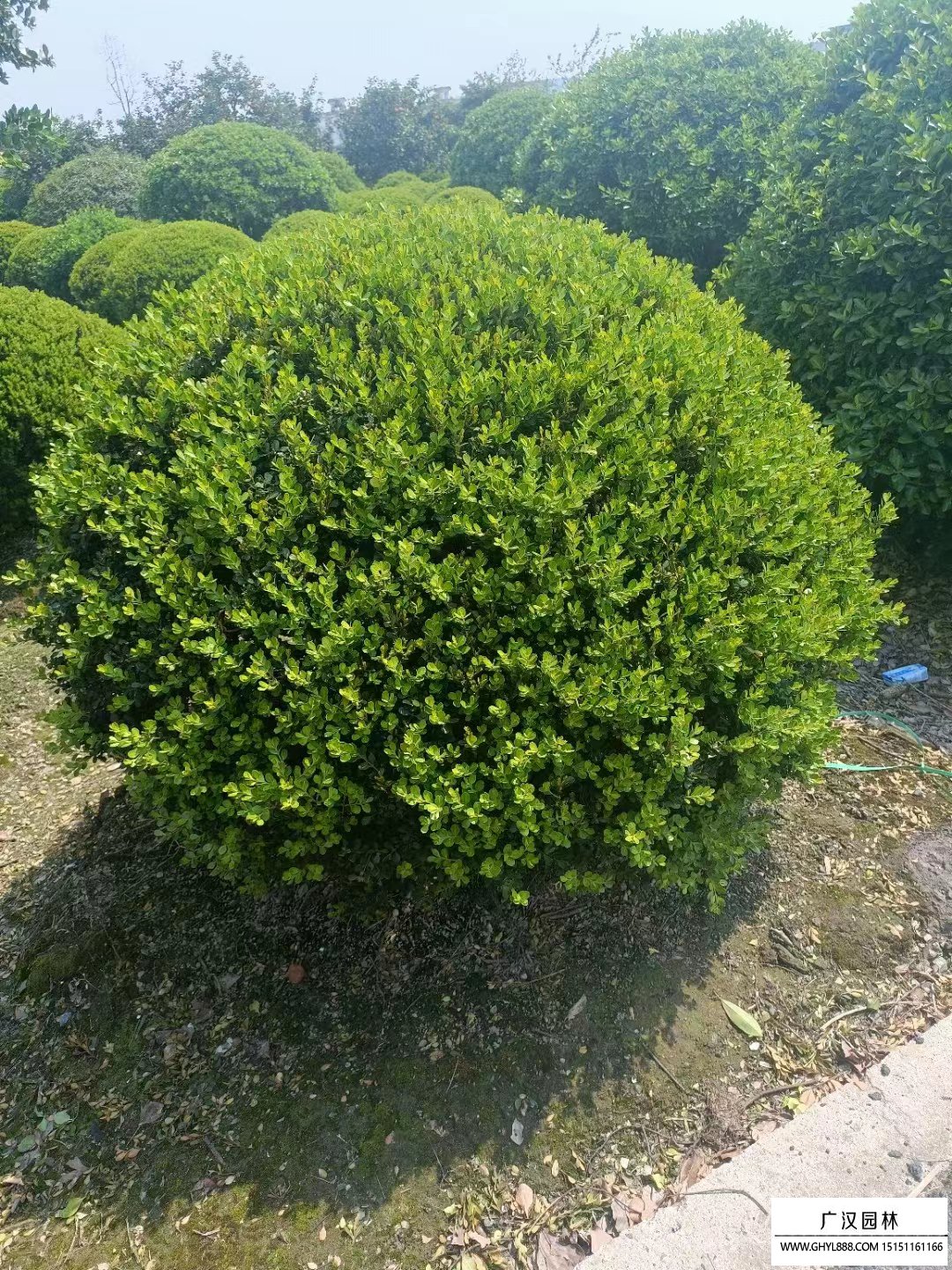 瓜子黃楊球