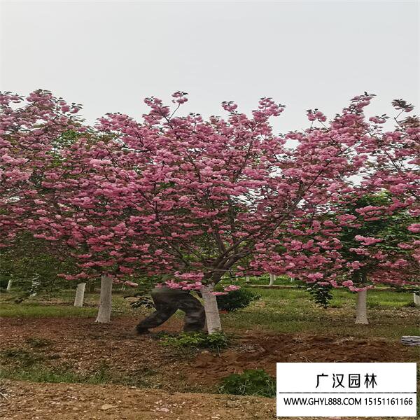 河津櫻