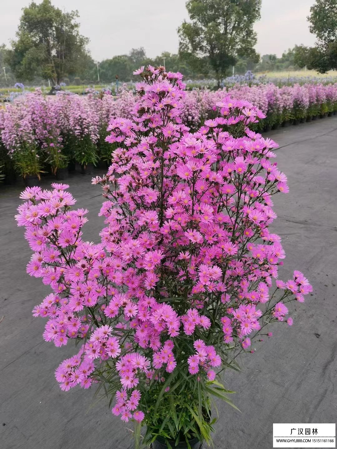 荷蘭菊