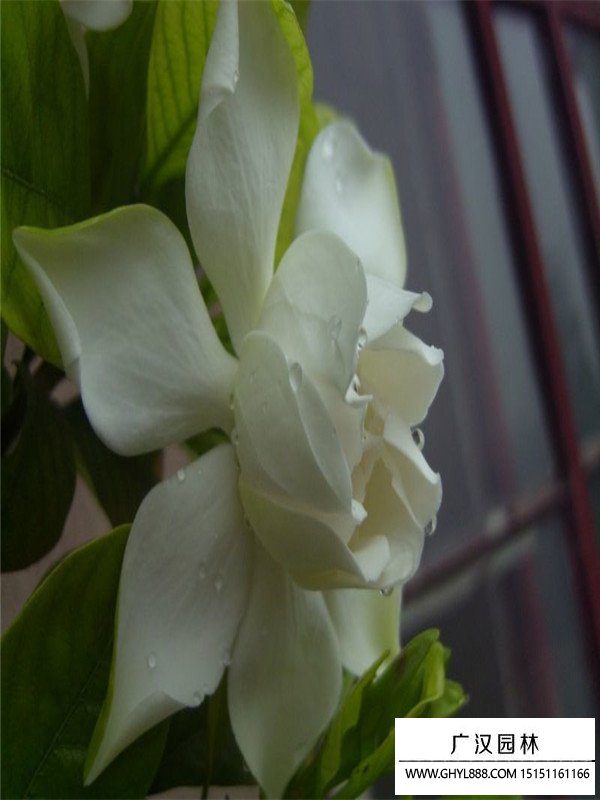 梔子花