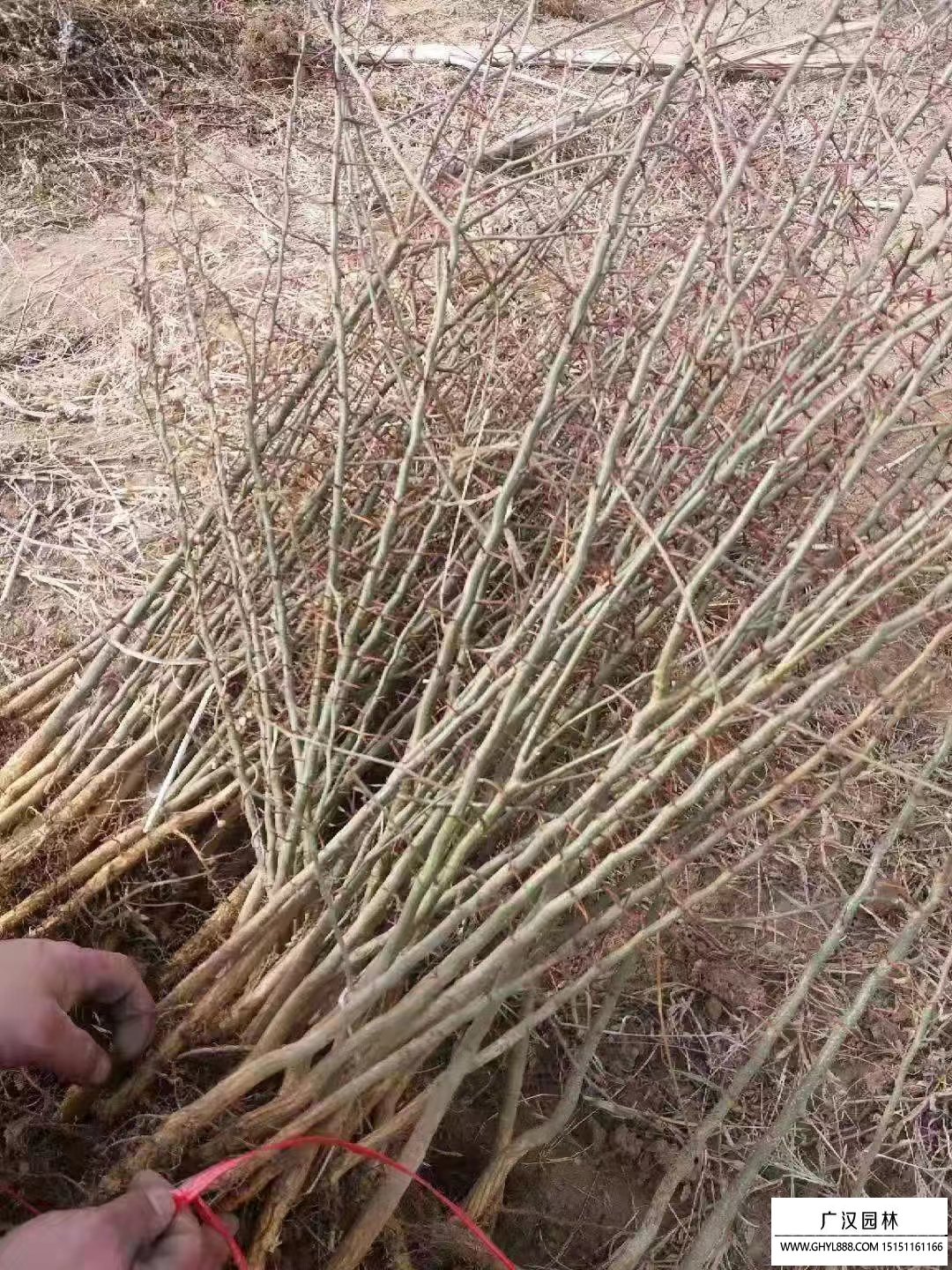 皂角樹