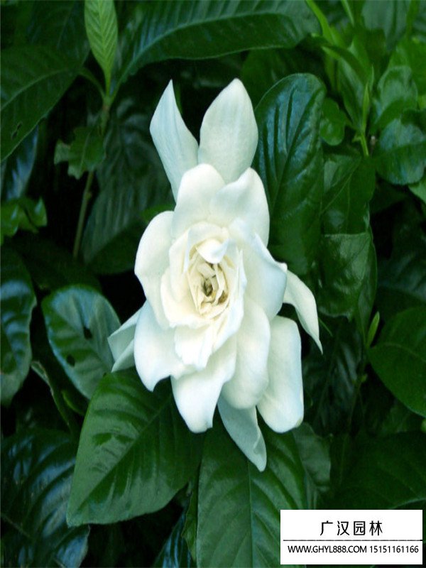 梔子花