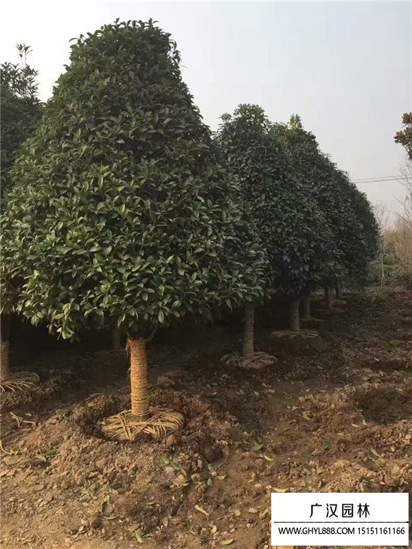 棗樹