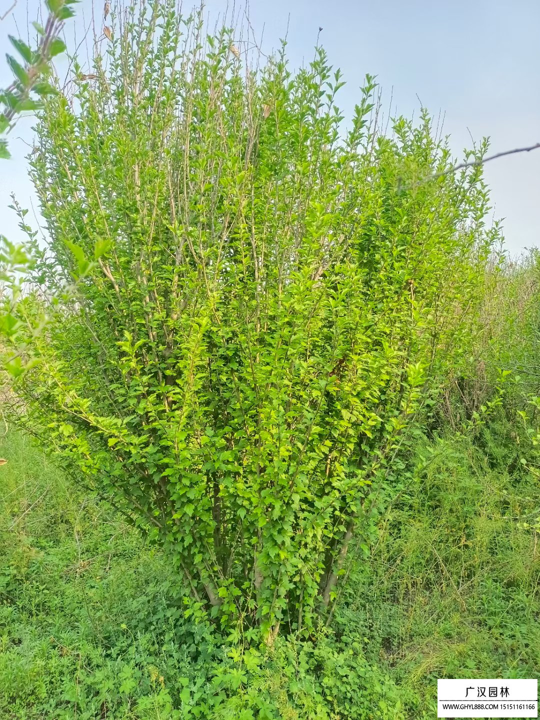 叢生木槿