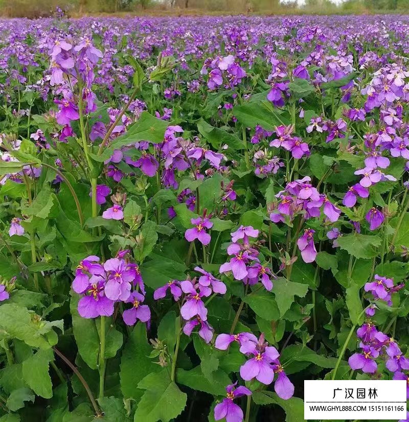 二月蘭