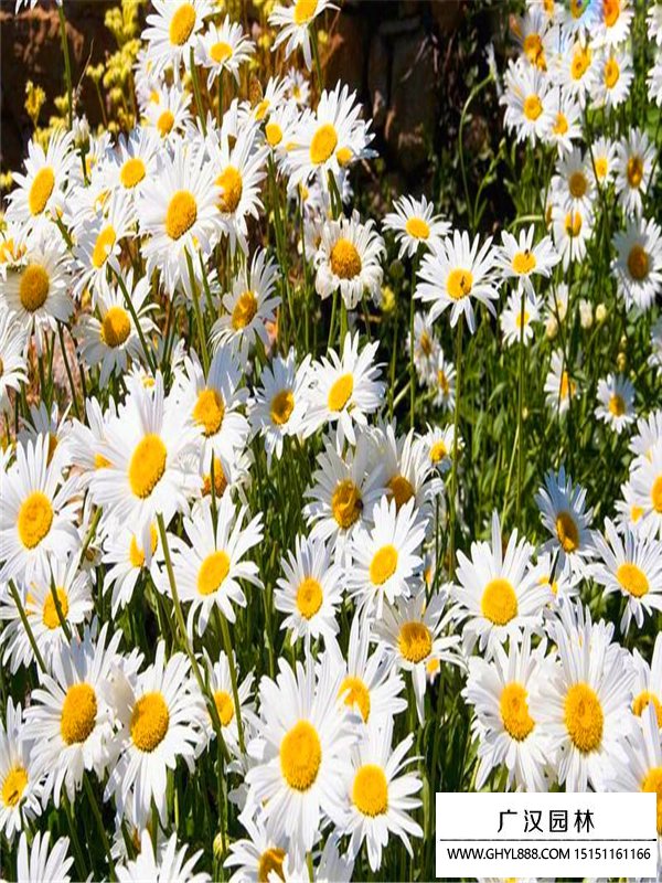 大濱菊