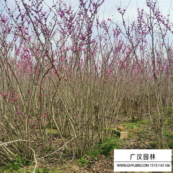 叢生紫荊