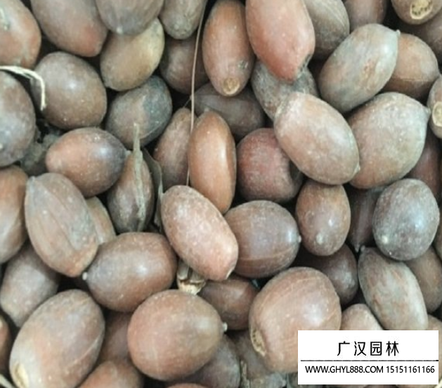 橡樹種子