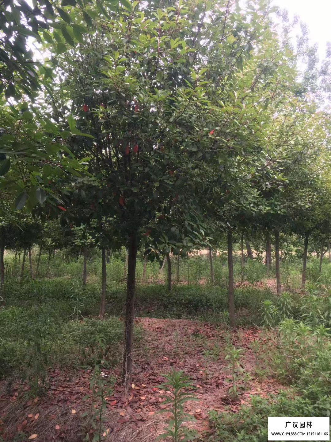 紅葉石楠樹