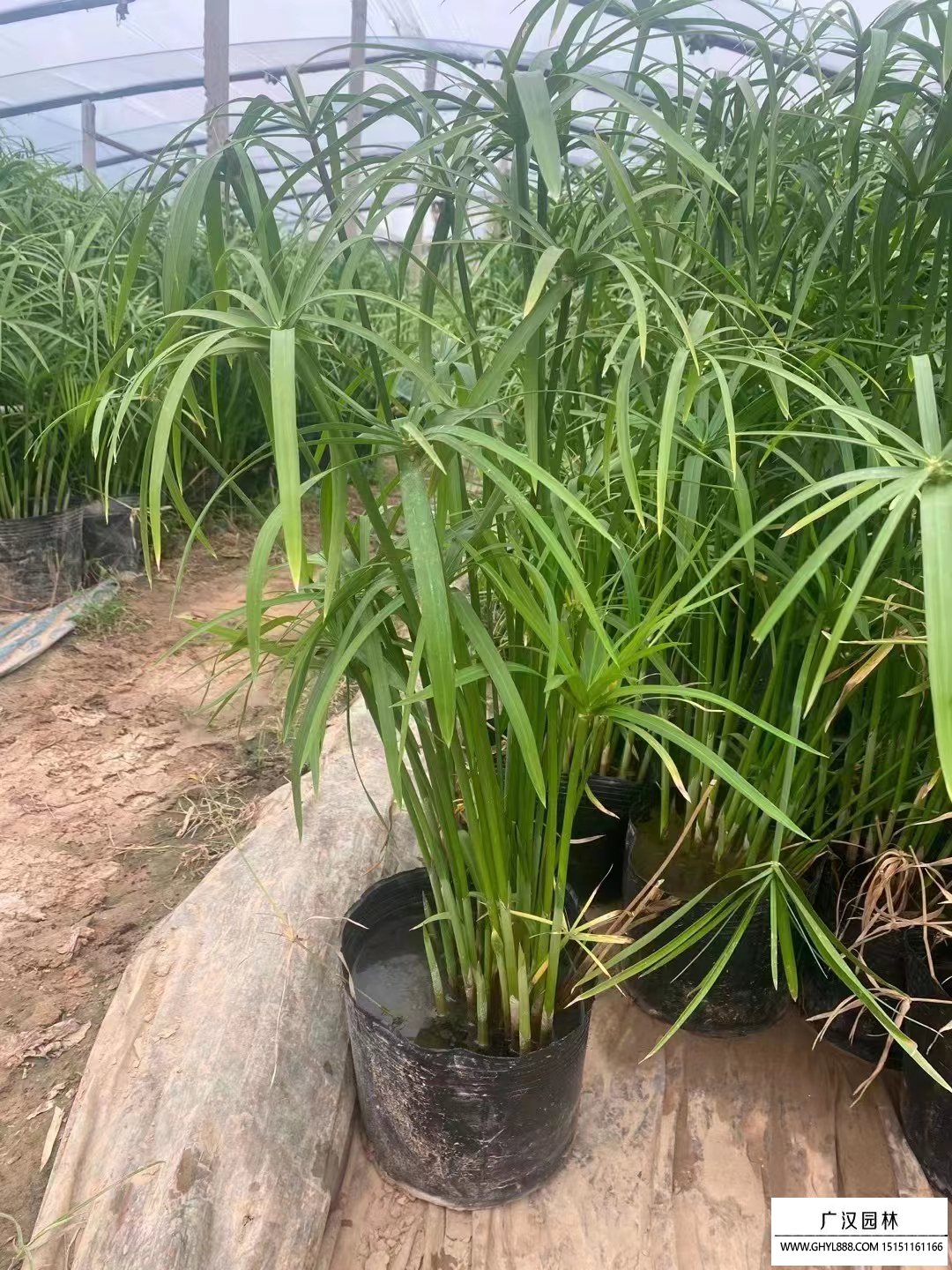 旱傘草