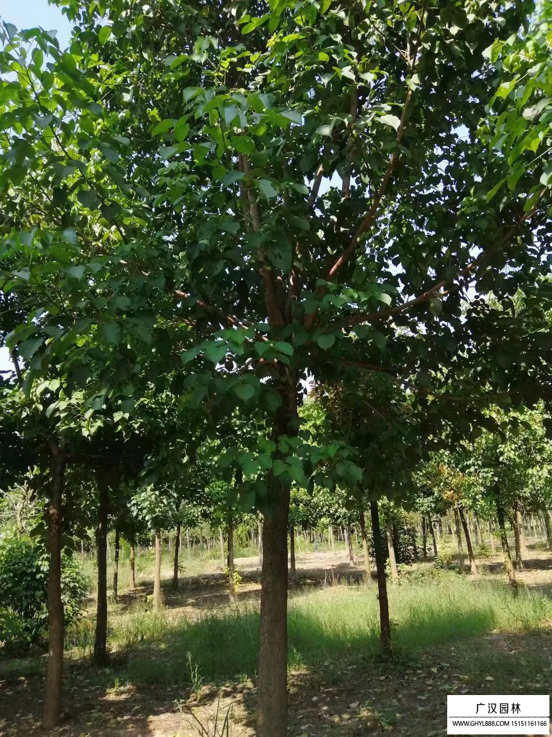 重陽木