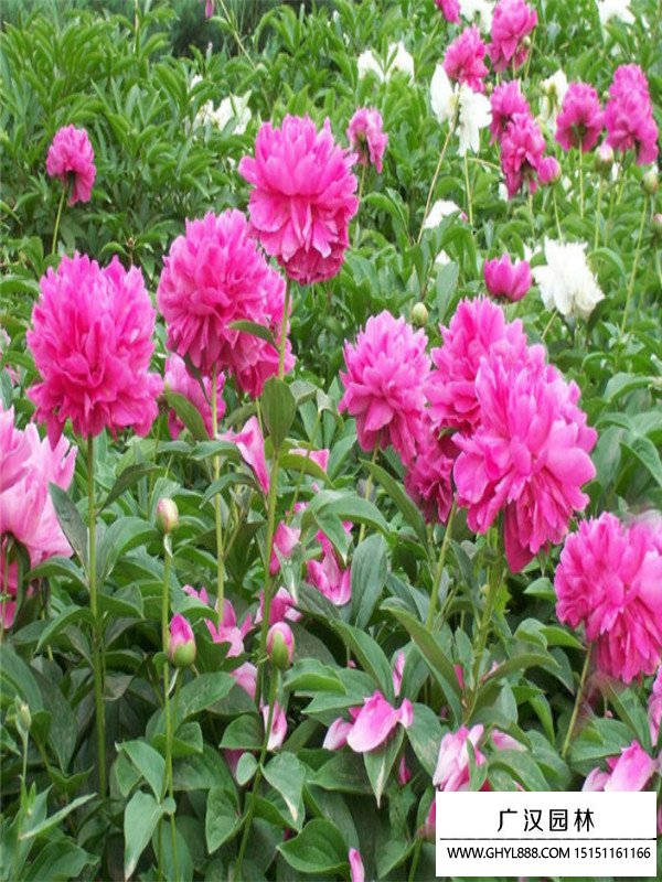 芍藥