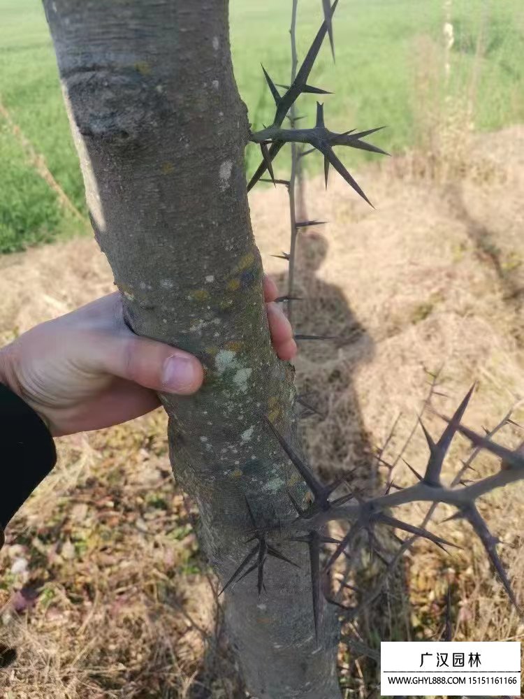 皂角樹