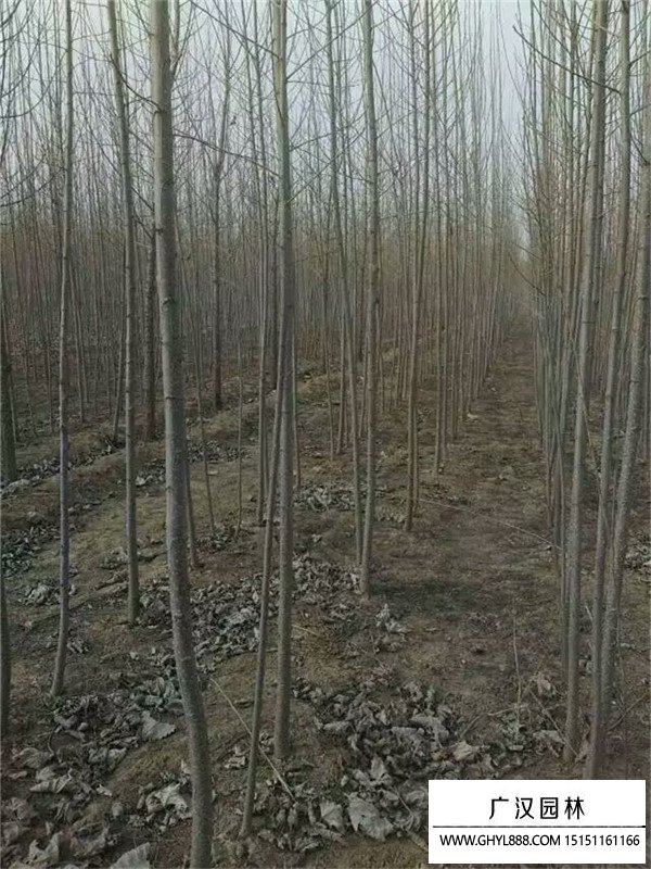 楊樹