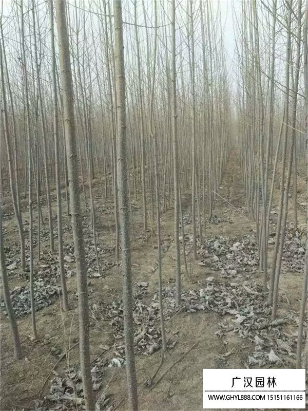 楊樹花