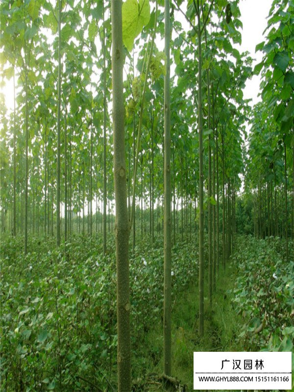 梧桐樹