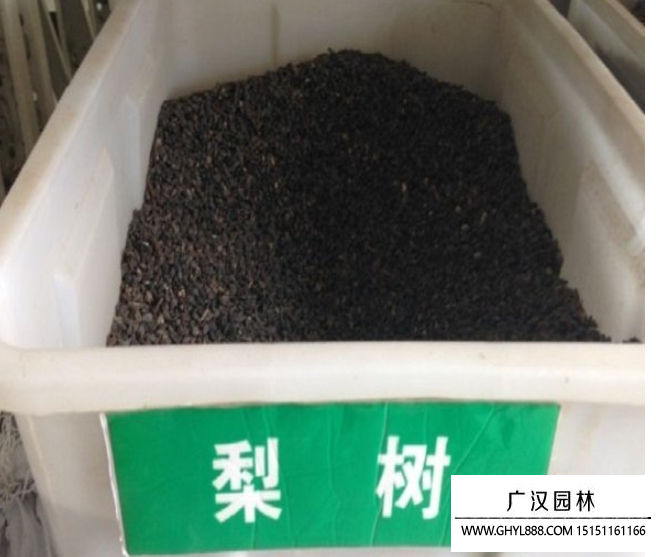 梨子種子