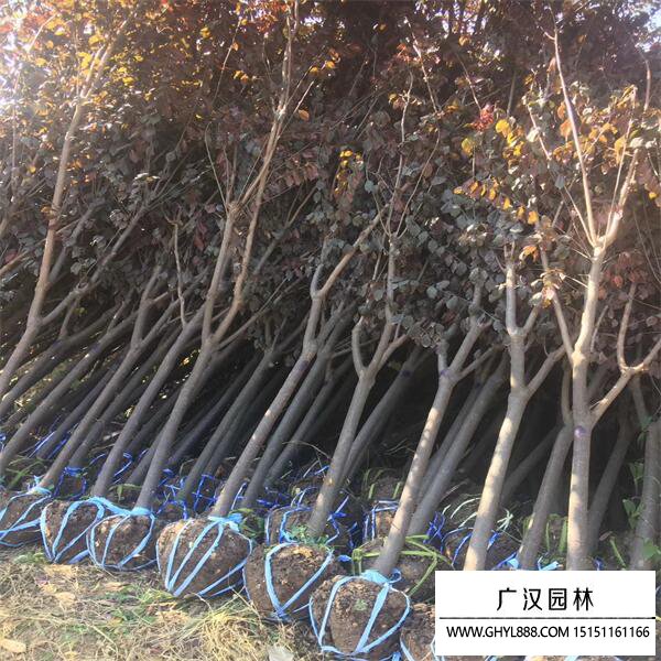 紫葉李