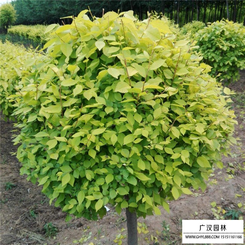 金葉榆球
