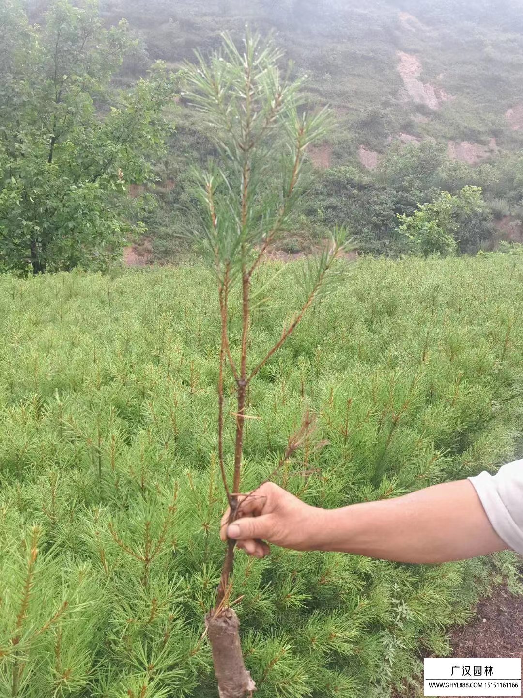 華山松