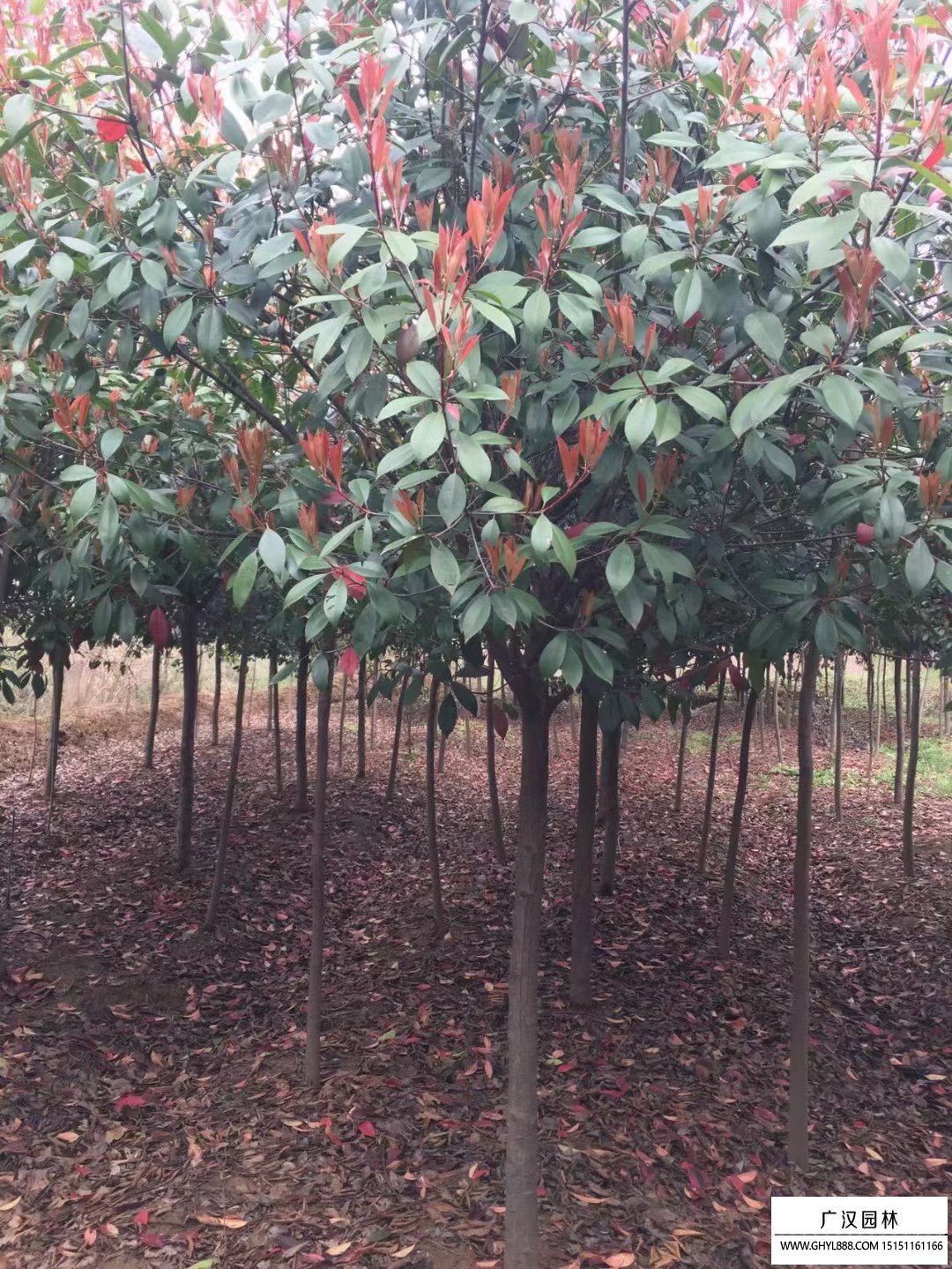 紅葉石楠樹