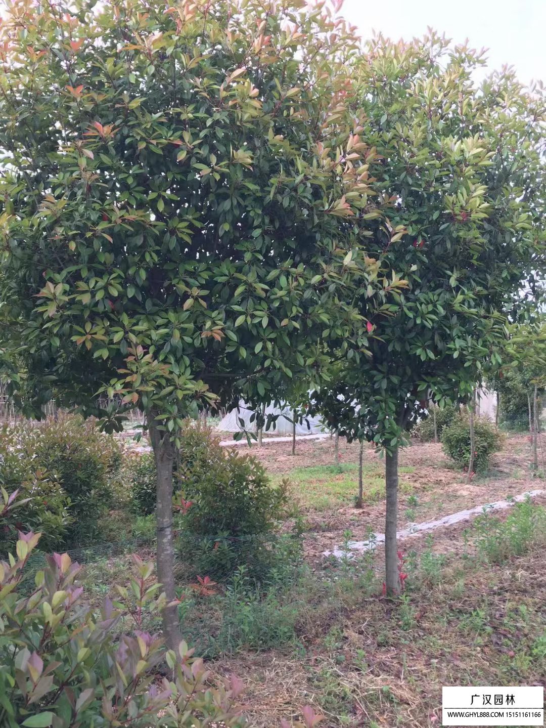 紅葉石楠樹