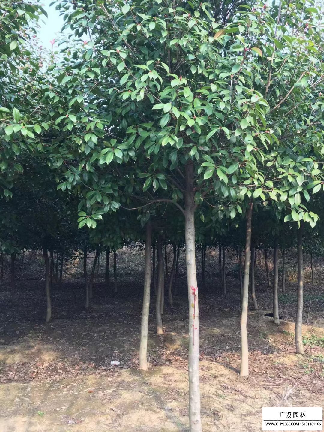 紅葉石楠樹
