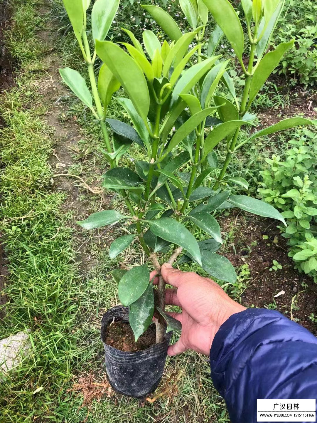 非洲茉莉