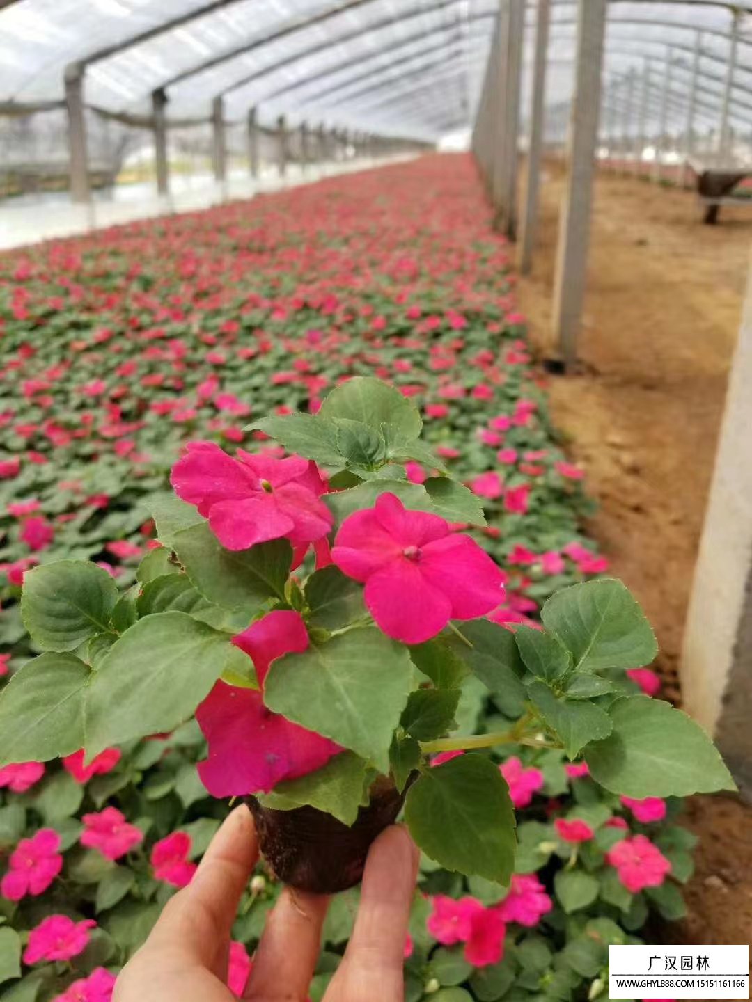 非洲鳳仙花