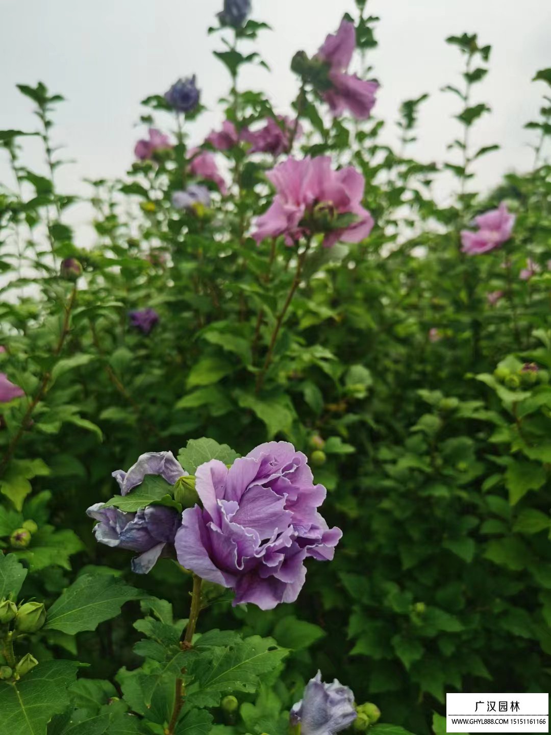 叢生木槿