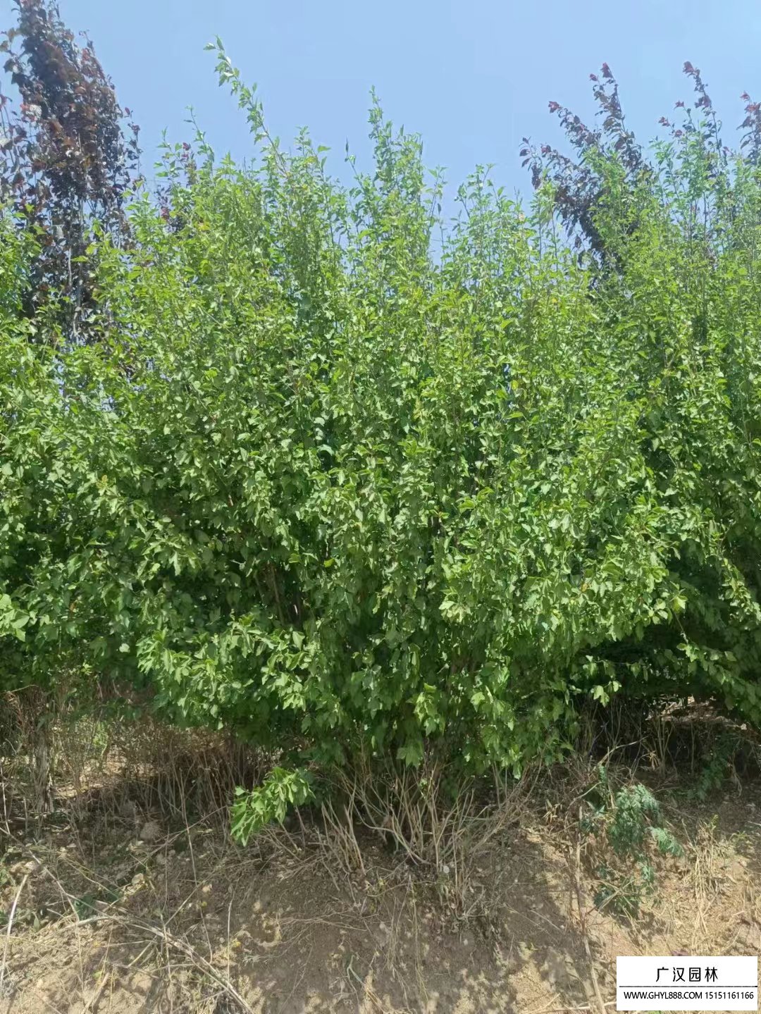 叢生木槿