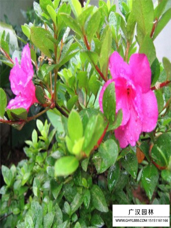 夏鵑