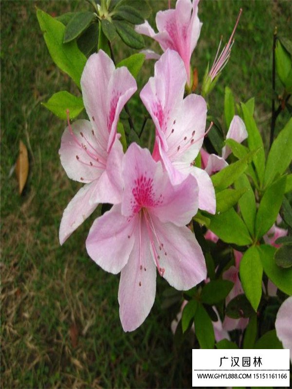 夏鵑