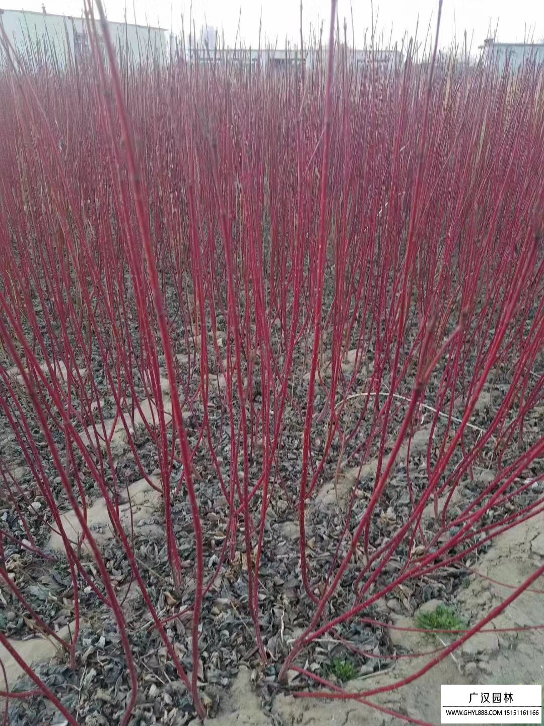 紅瑞木