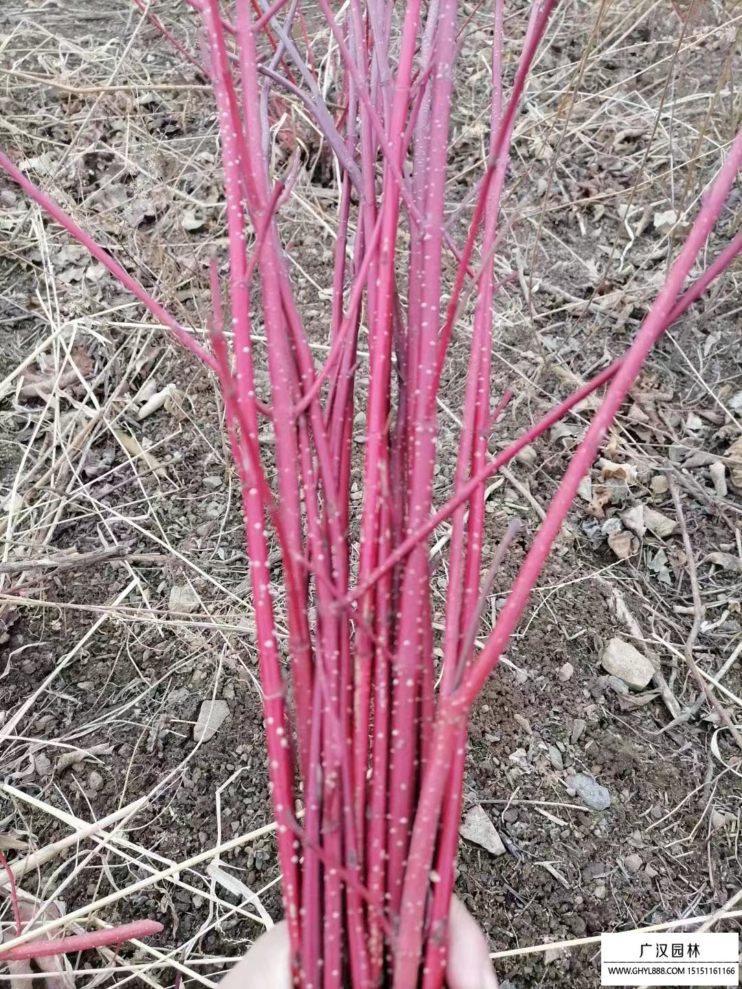 紅瑞木