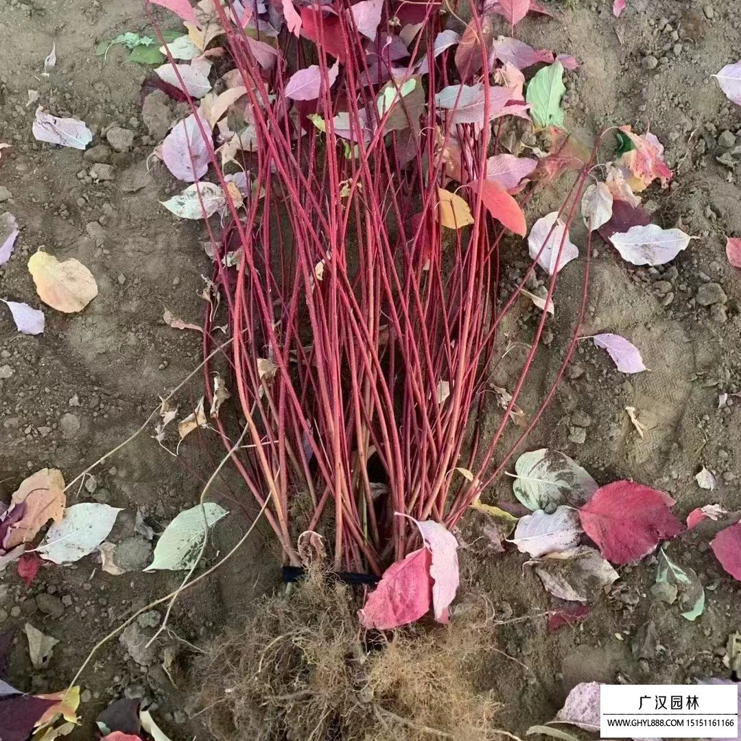 紅瑞木