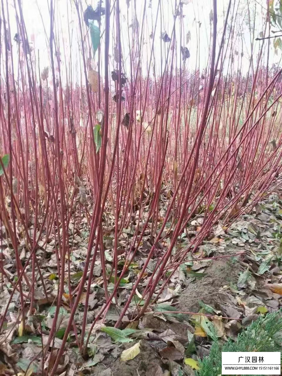 紅瑞木