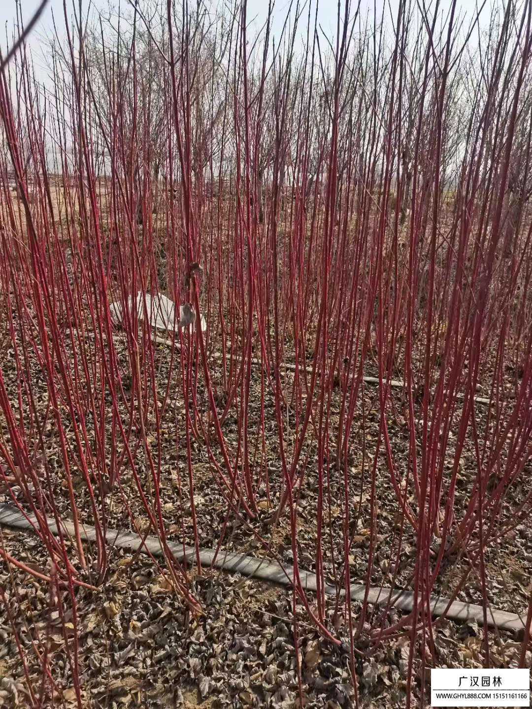 紅瑞木