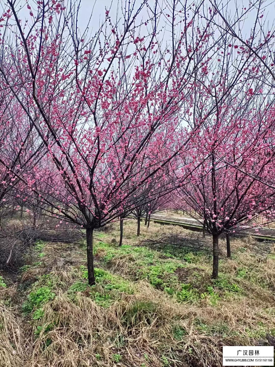 紅梅