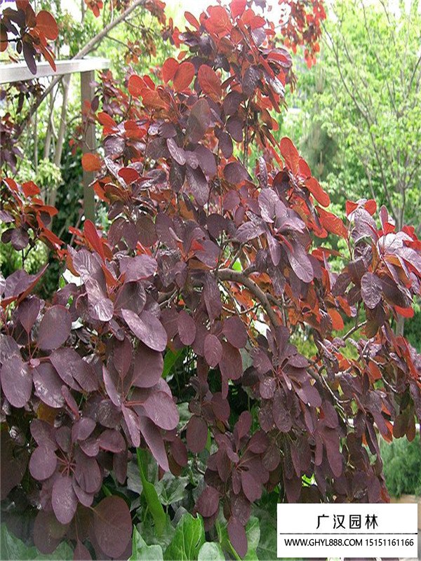 紅櫨