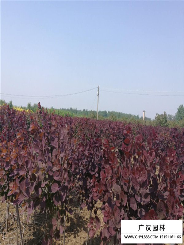 紅櫨