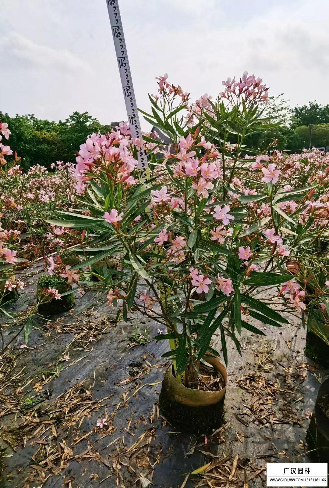 夾竹桃