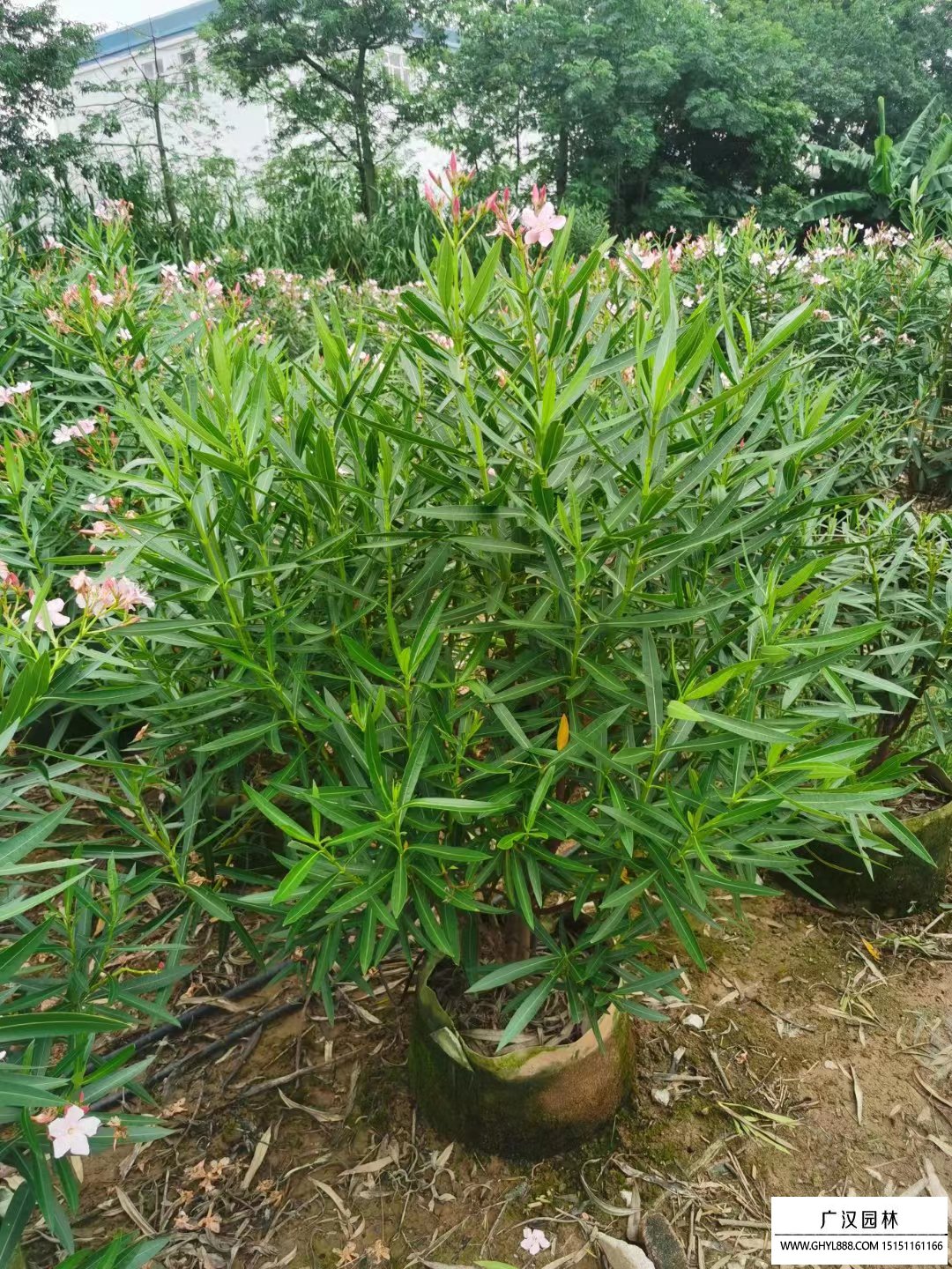 夾竹桃