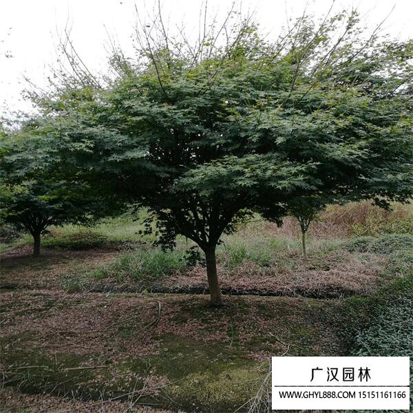 雞爪槭